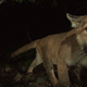 Illustration for article titled Oh Hai! Amazing Photos Capture LA's Newest Baby Mountain Lions